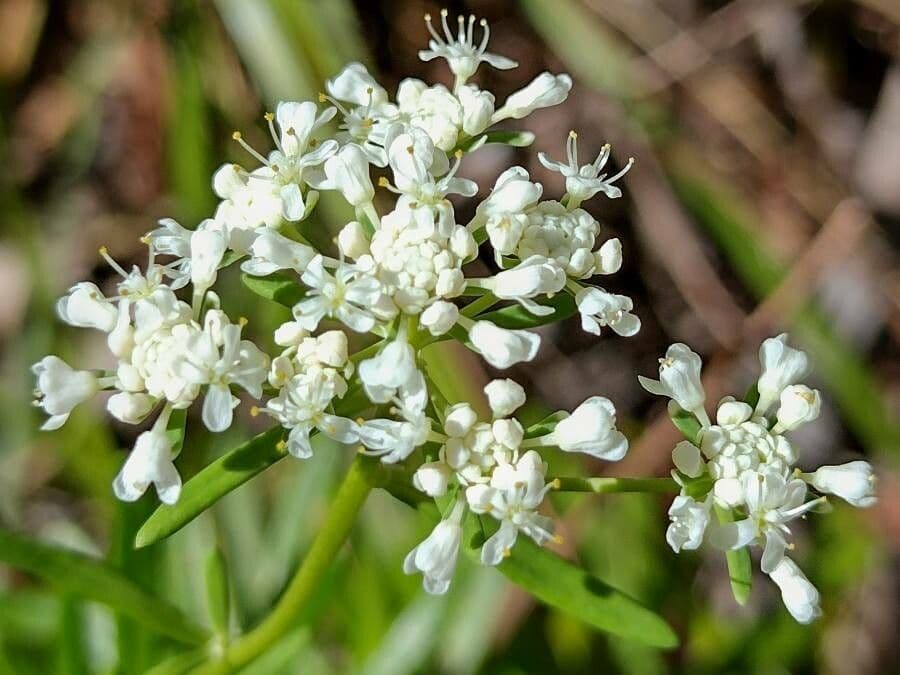 Poranthera 3