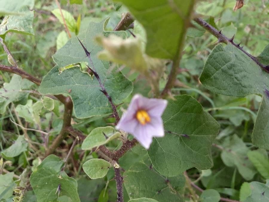Solanum 9