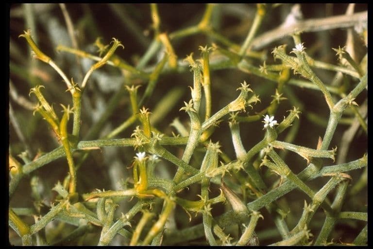 Chorizanthe brevicornu 9