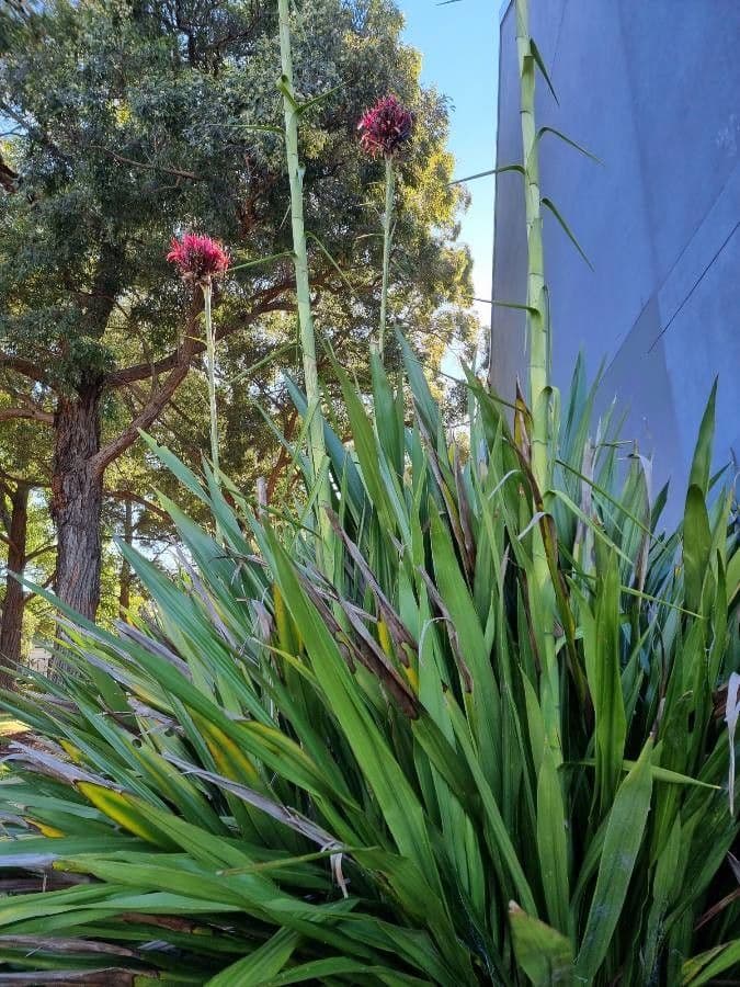 Doryanthes 11