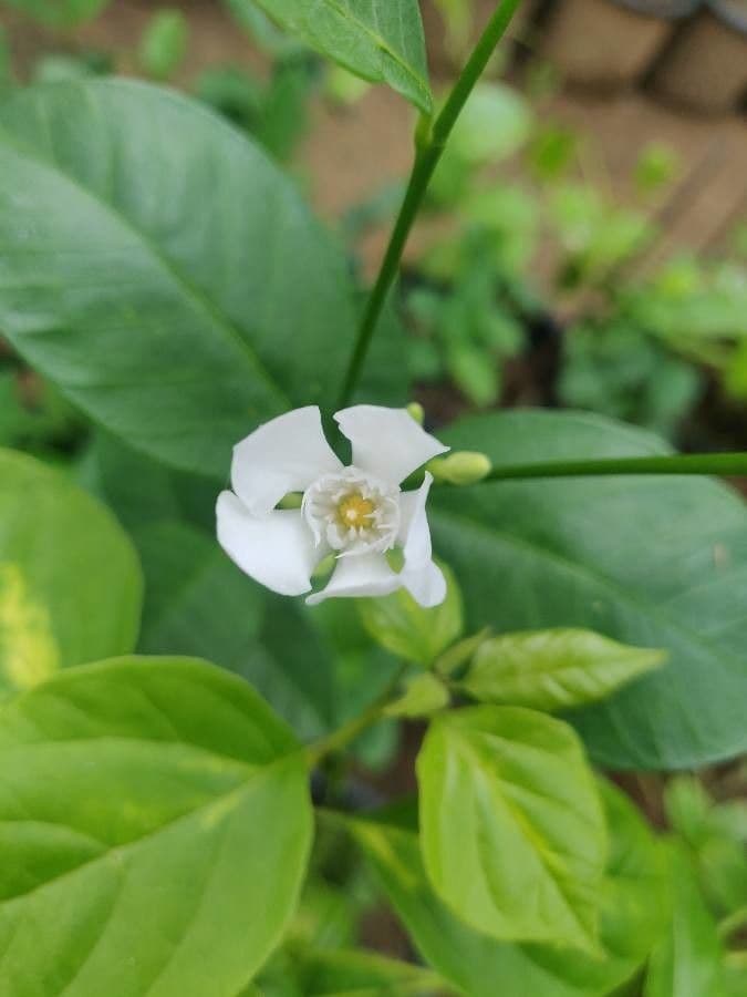 Wrightia 2