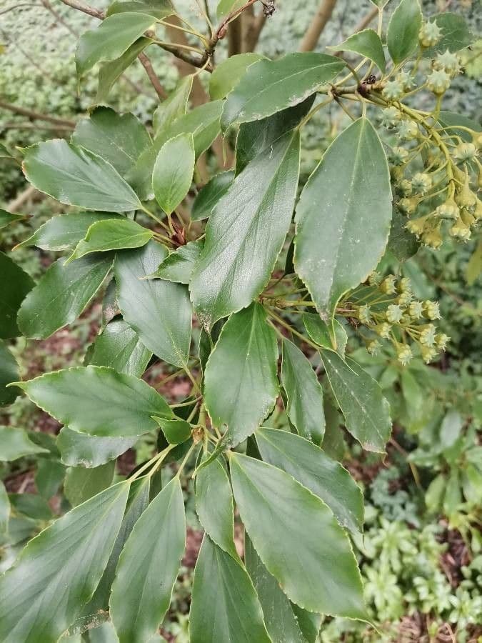 Trochodendron 19