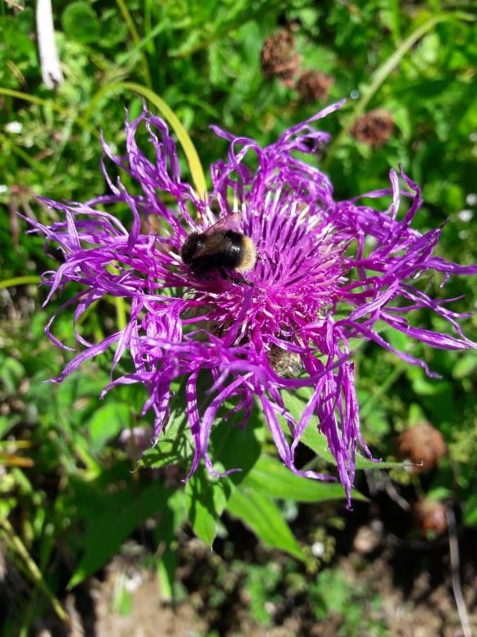 Centaurea nervée 7