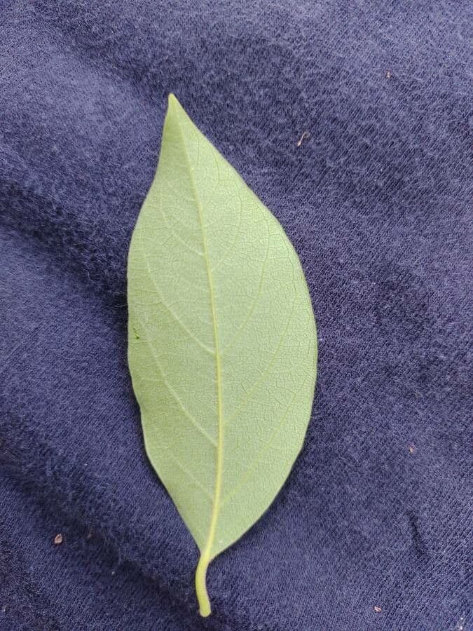 Eugenia 11