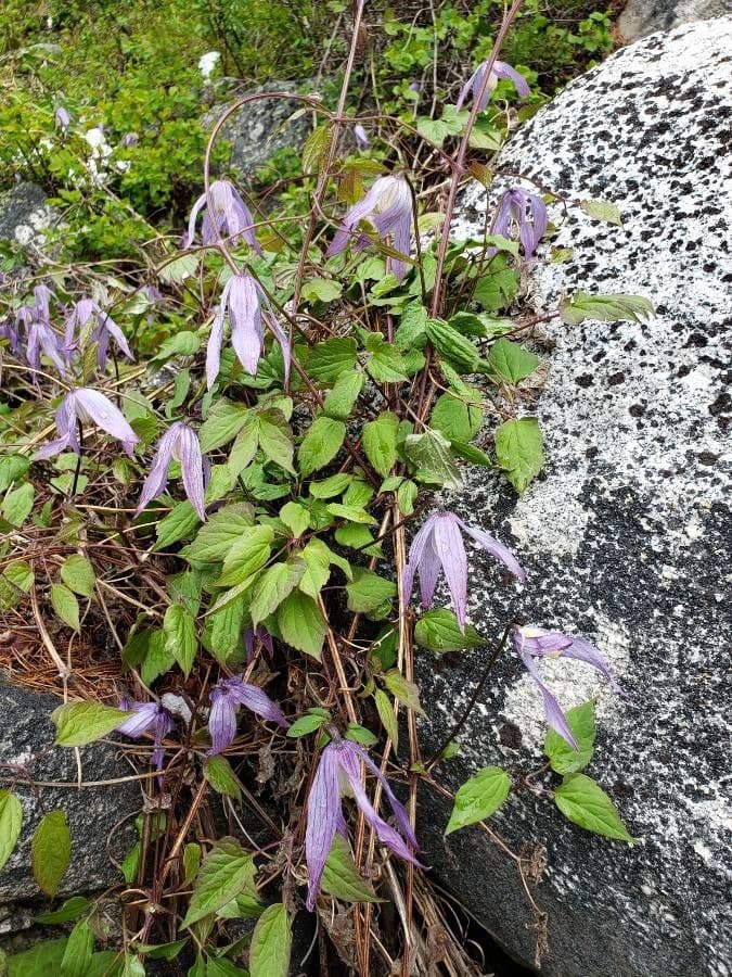 Clematis occidental 14