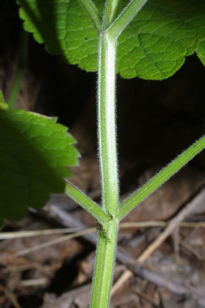 Scutellaria ovata 17