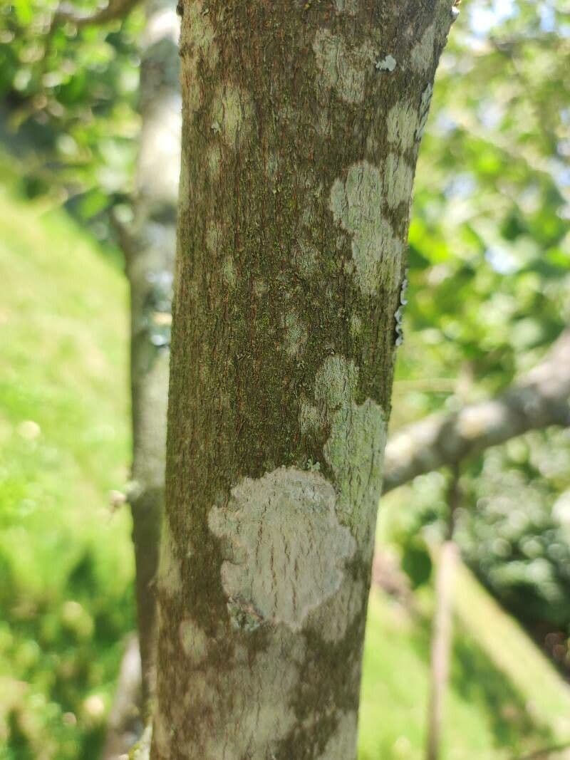 Candleberry-tree 27
