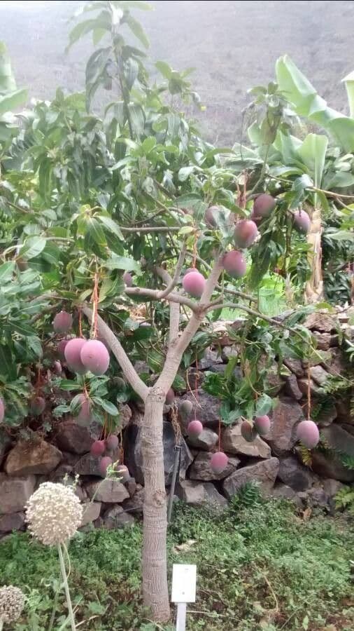 Mango 15