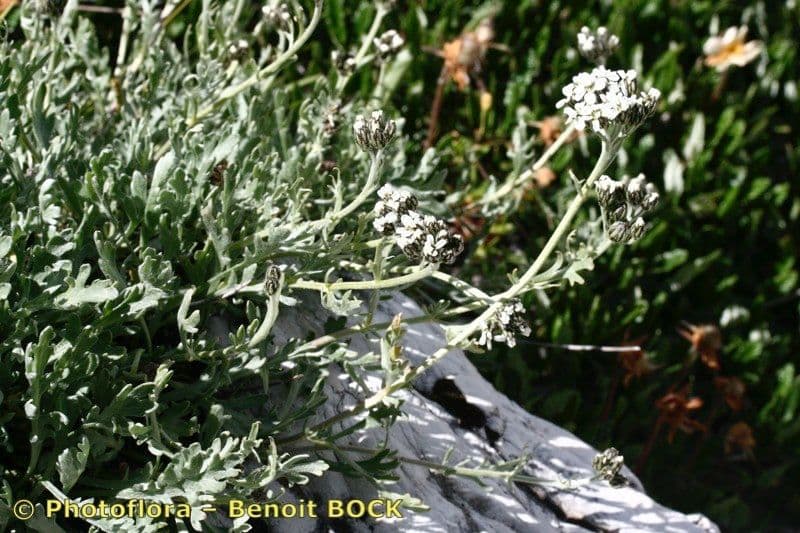 Achillea clavennae 27