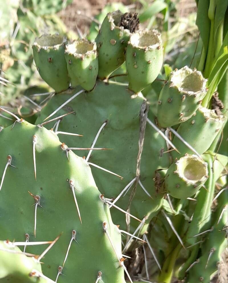 Prickly Pear 17