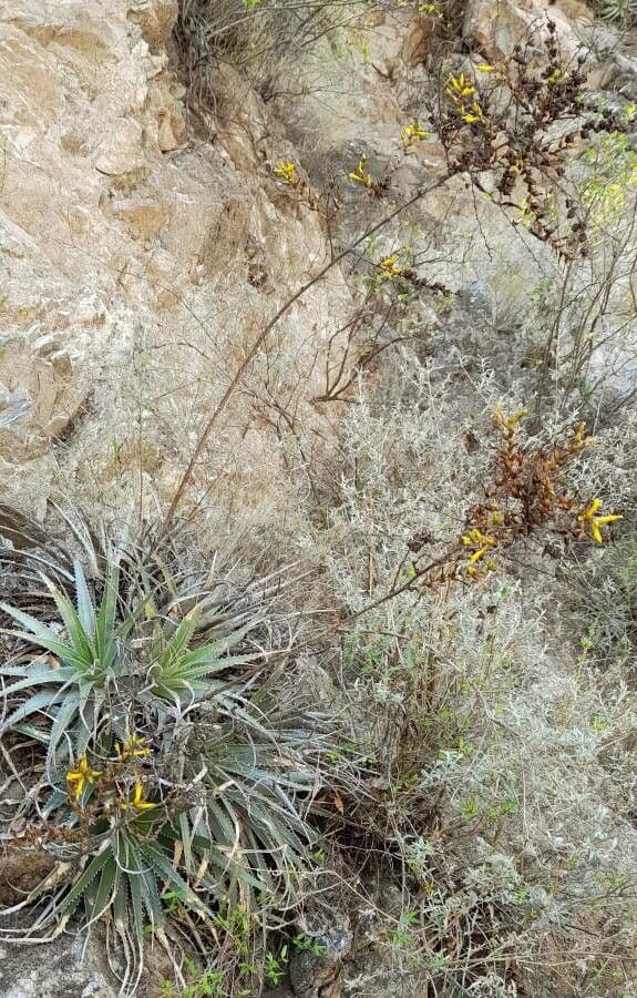 Deuterocohnia 6