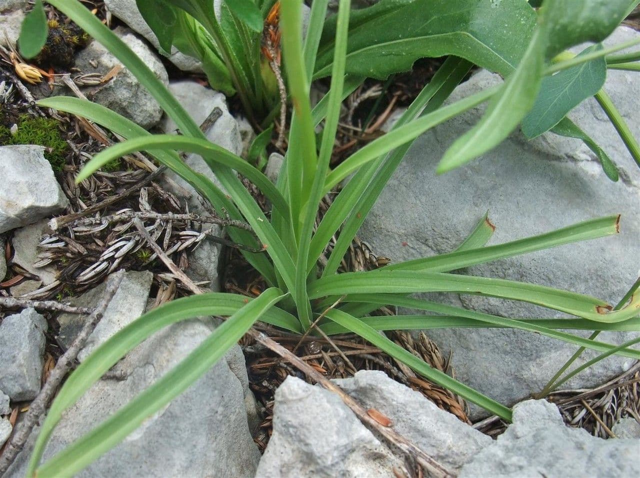 Manina profumata 13
