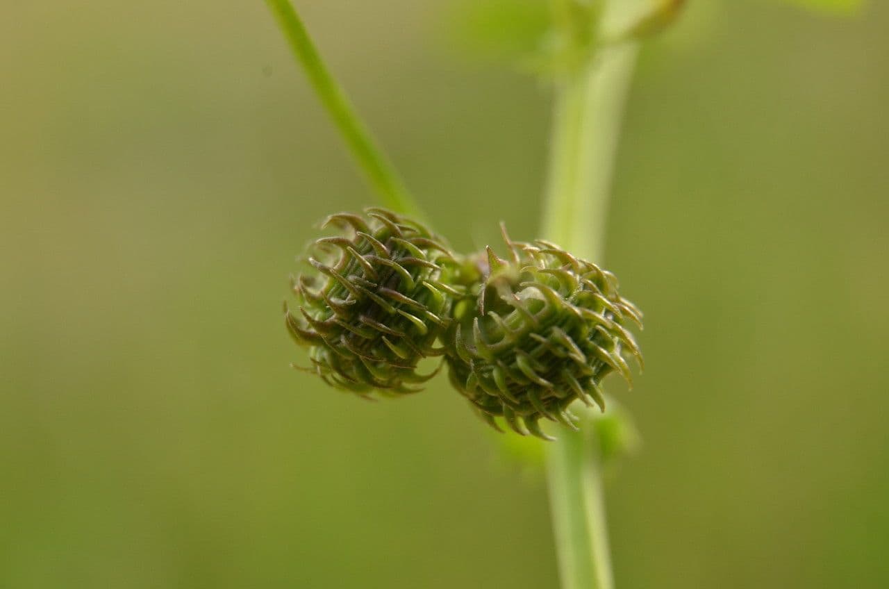 Lucerna arabská