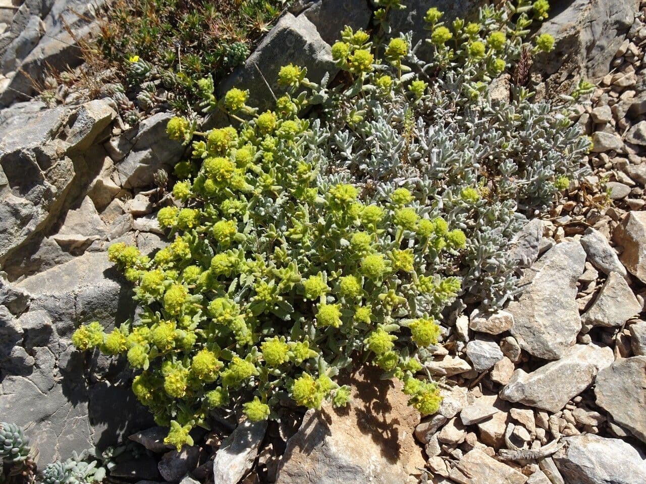 Teucrium 11