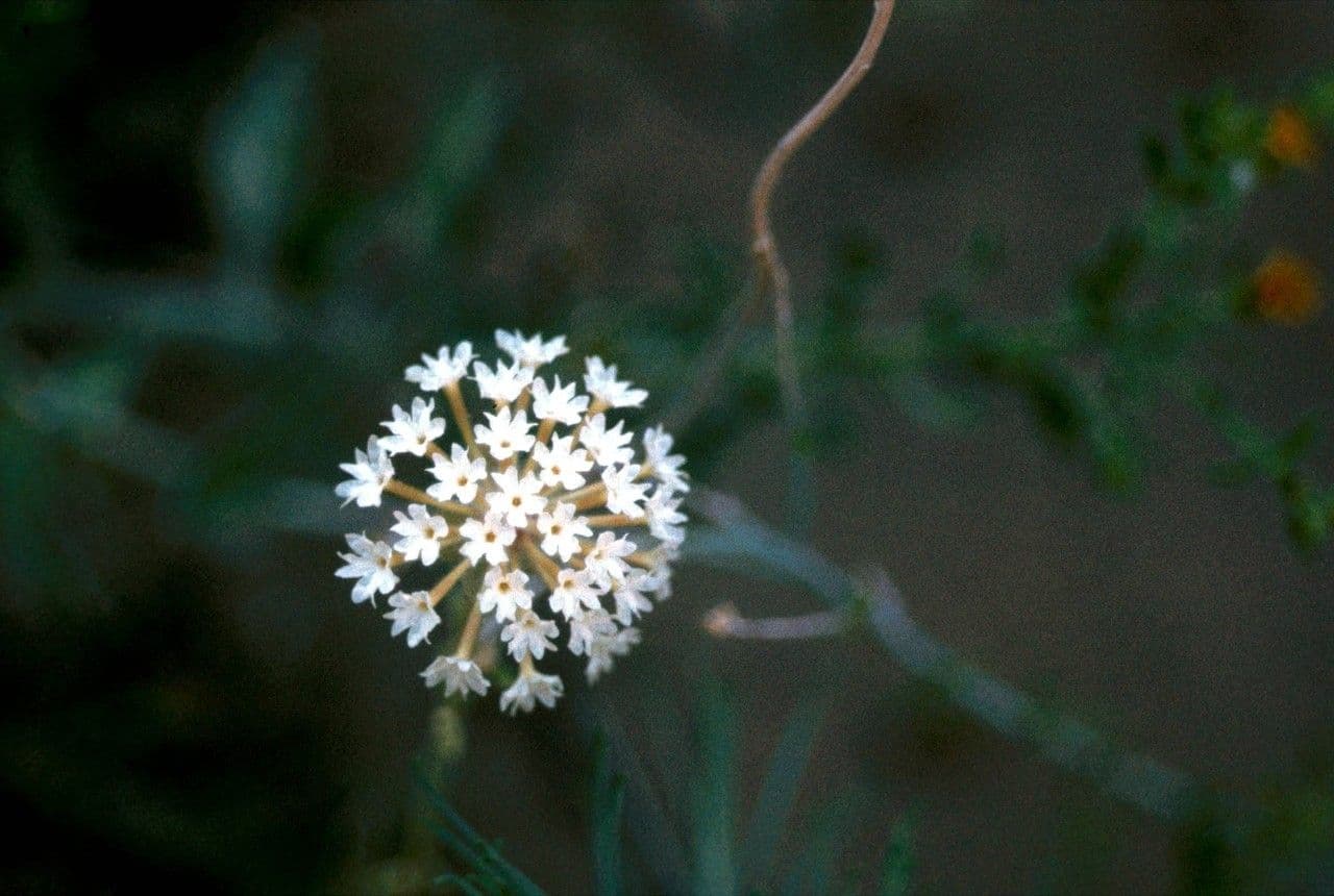 Abronia fragrante 7