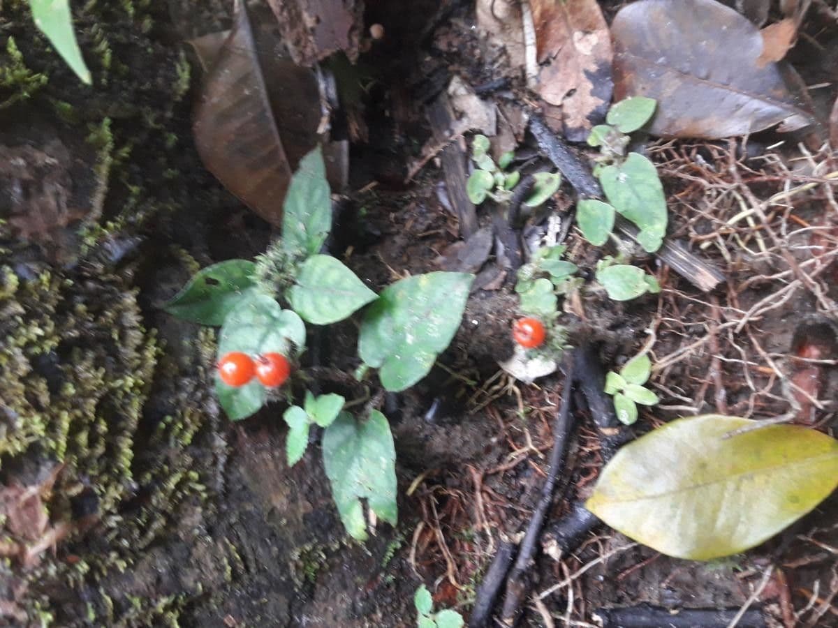 Geophila 3