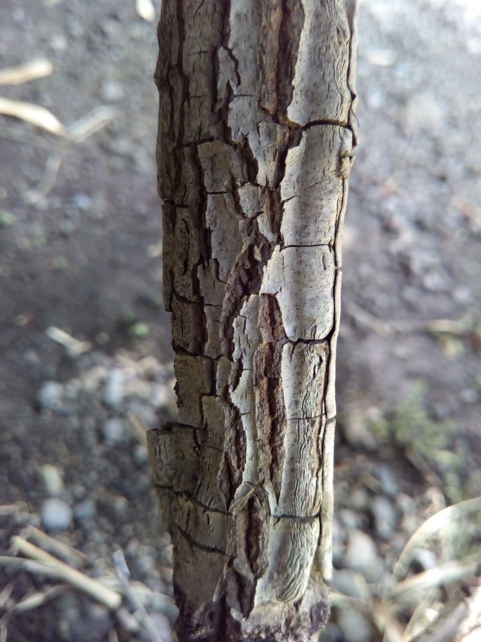 Medinila 22