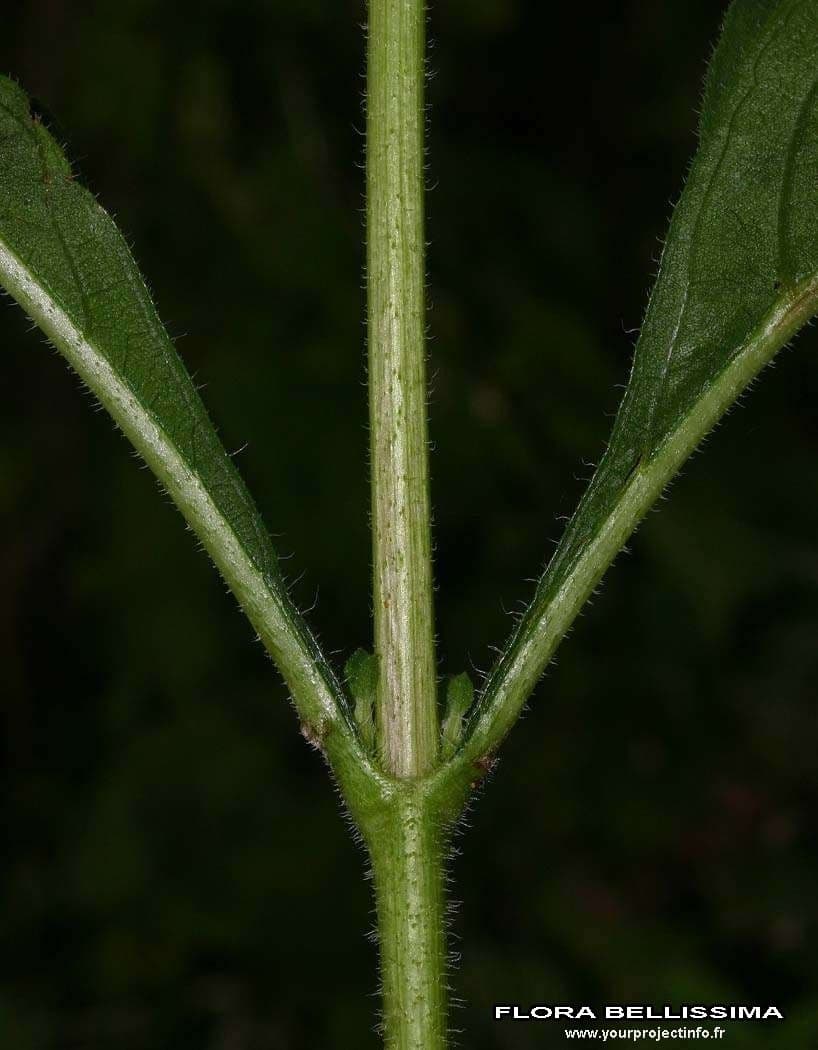 Girasole pauciflora 19