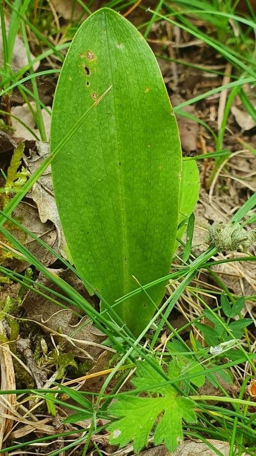 Zweiblättrige Waldhyazinthe 19