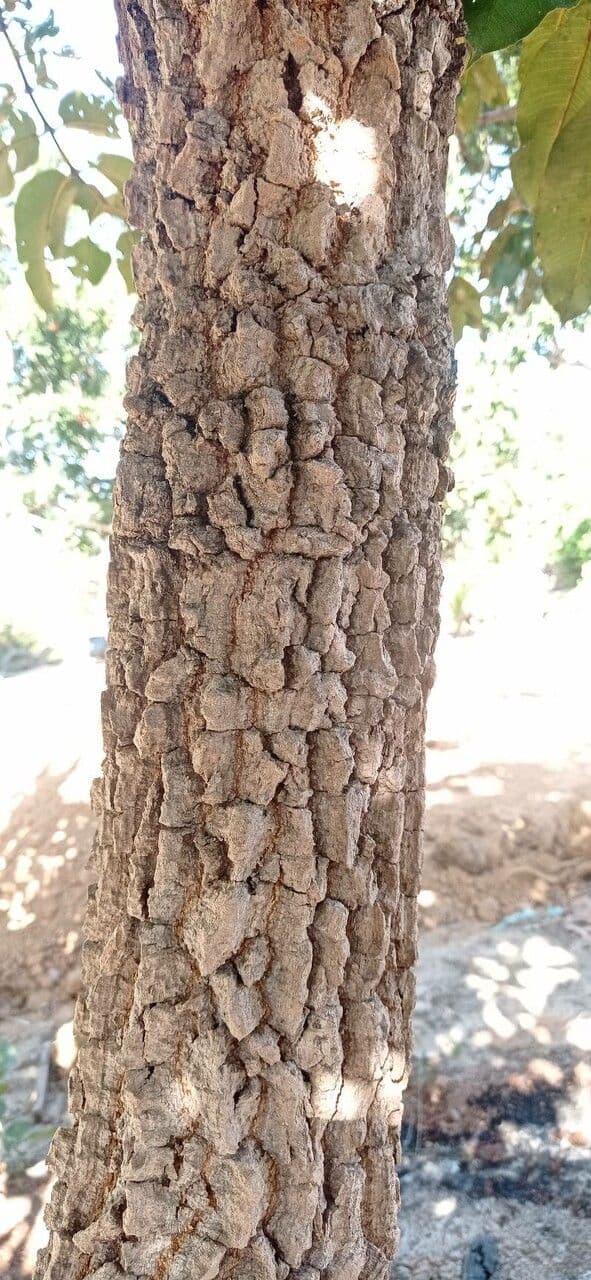 Qualea grandiflora 16