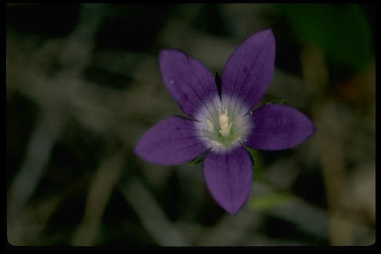 Githopsis 5