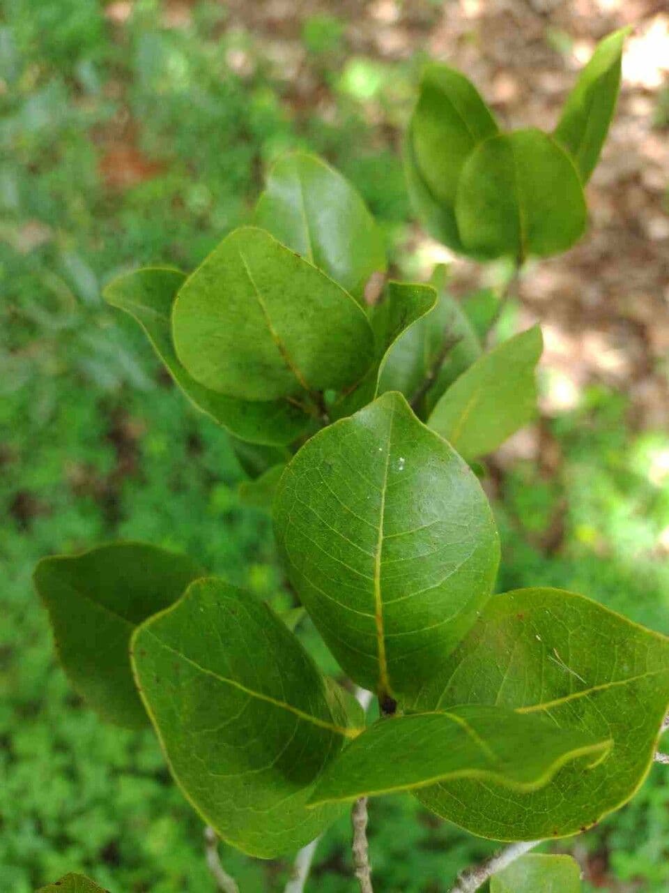 Eugenia 8