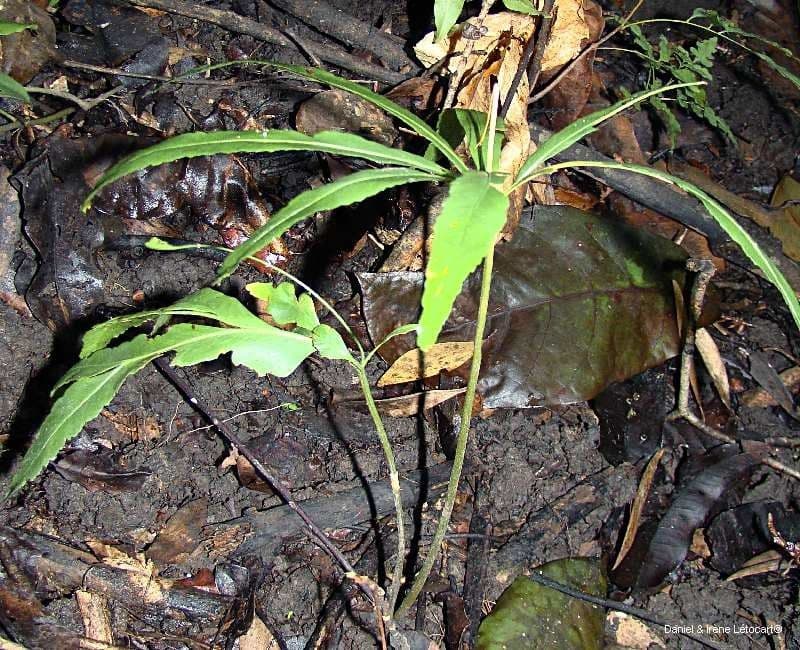 Helminthostachys 3