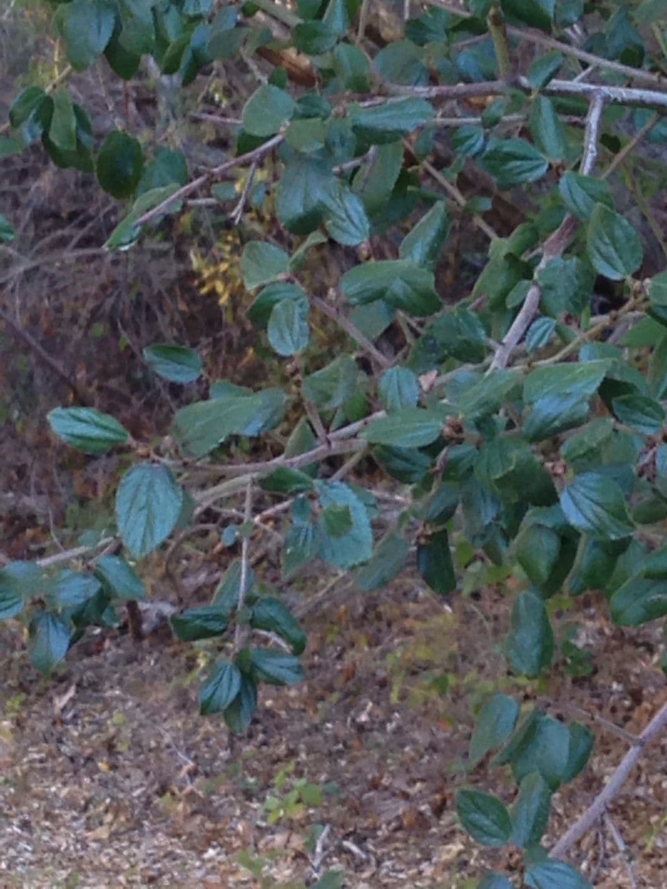 Behaarter Ceanothus 9