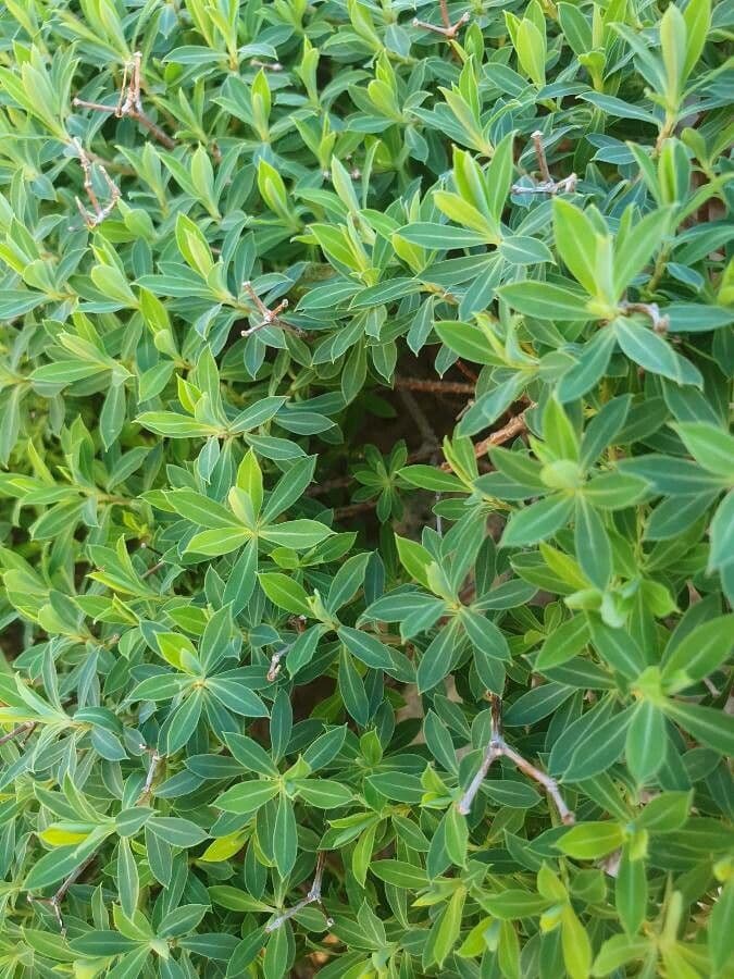 Euphorbe de Jérusalem 2