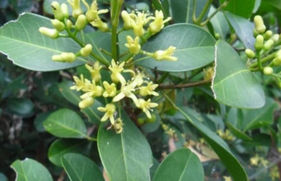 Acronychia imperforata