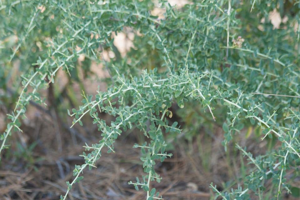 Ceanothus 13