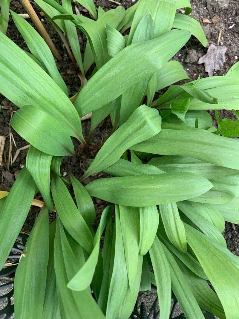 Cibule 16
