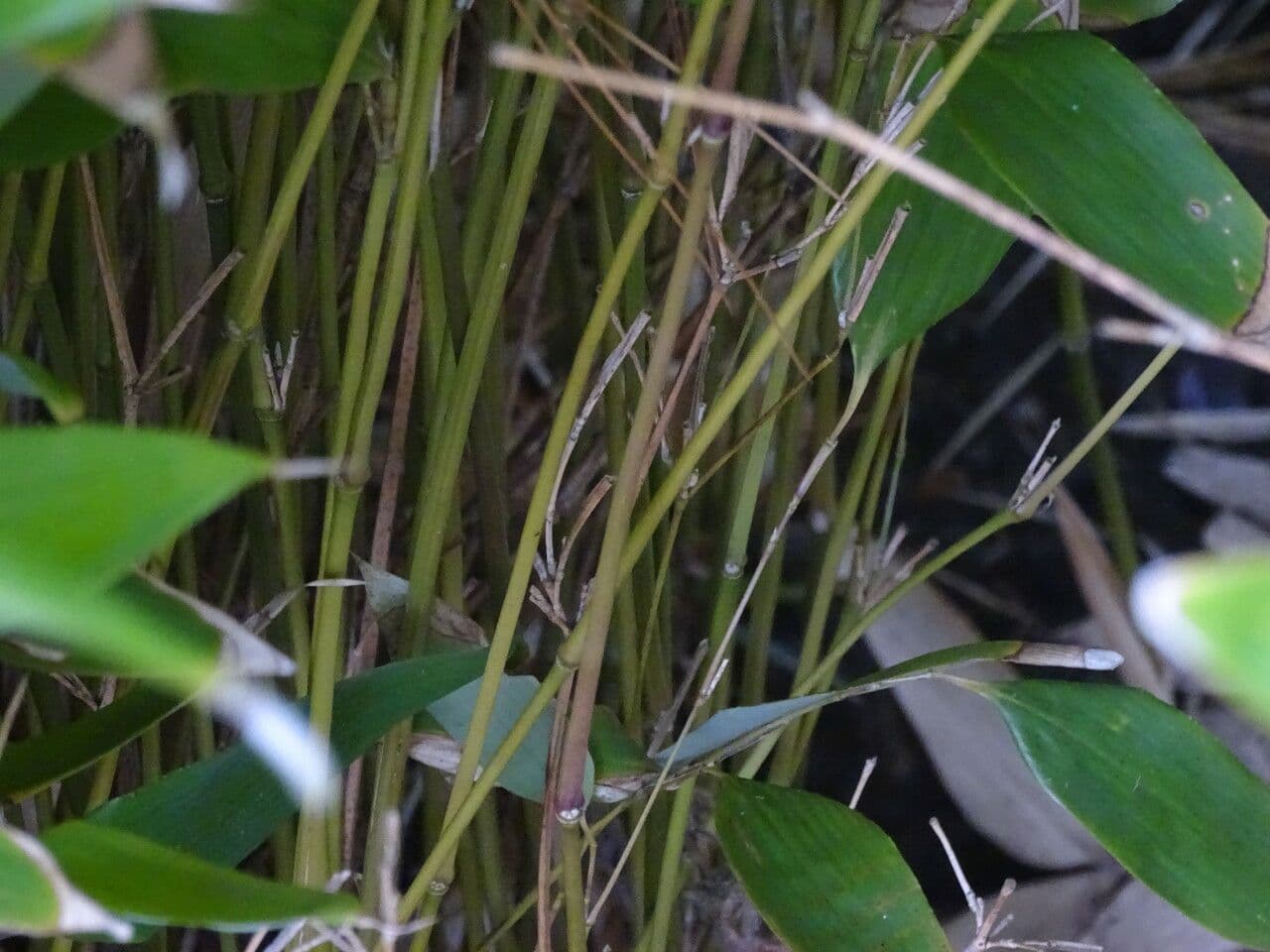 Bambù 5