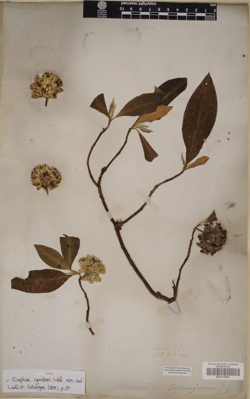 Edgeworthia 3