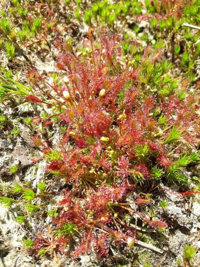 Drosera anglica 7