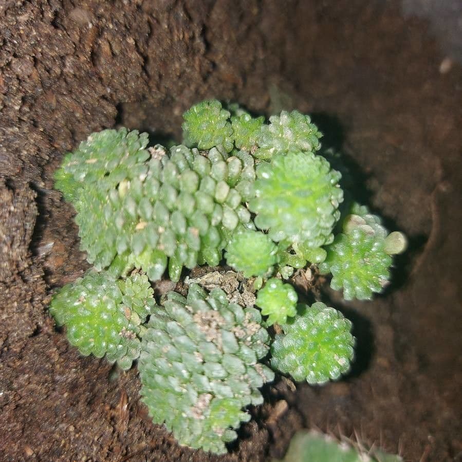 Monanthes