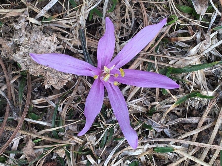 Frühlingsknotenblume 2