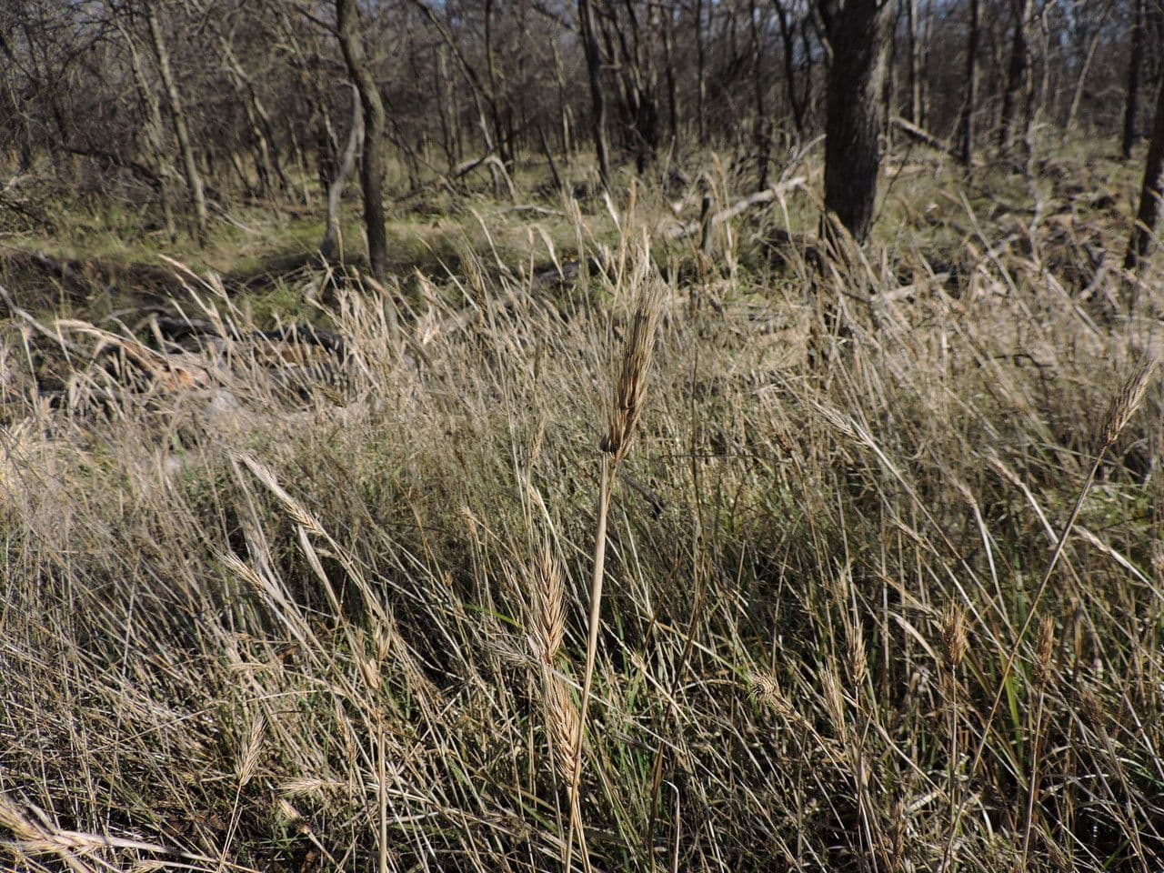 Elymus virginicus 11