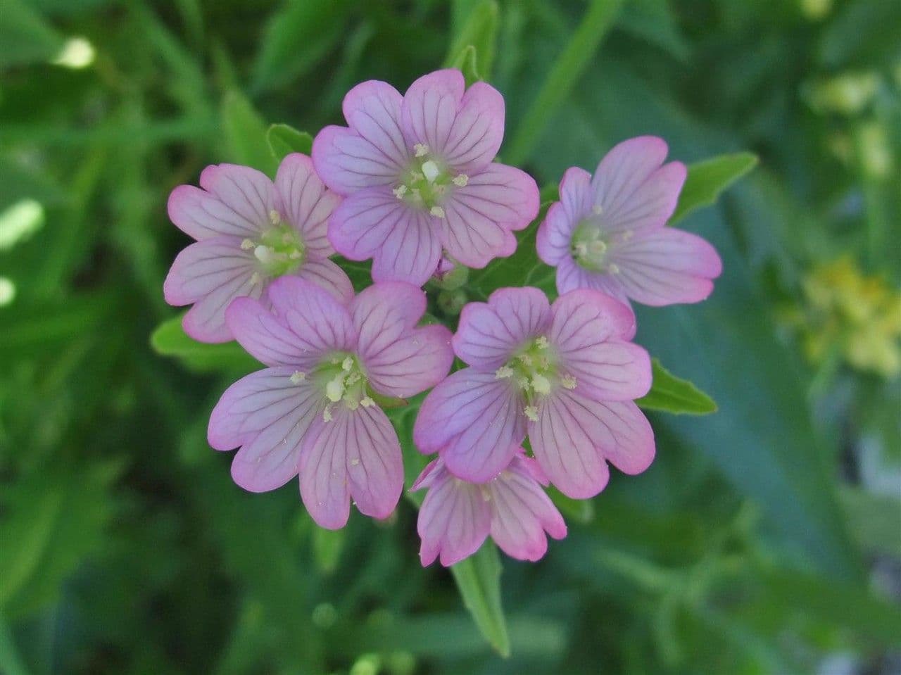 Epilobium alpestre 8