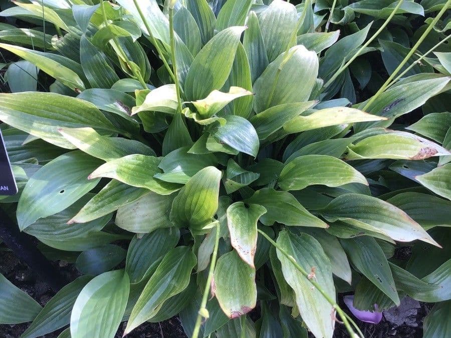 Hosta Siebolda 7