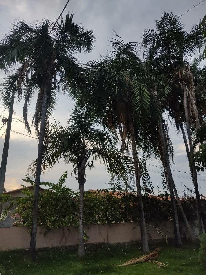 Palma 3
