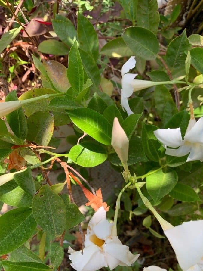 Mandevilla 7