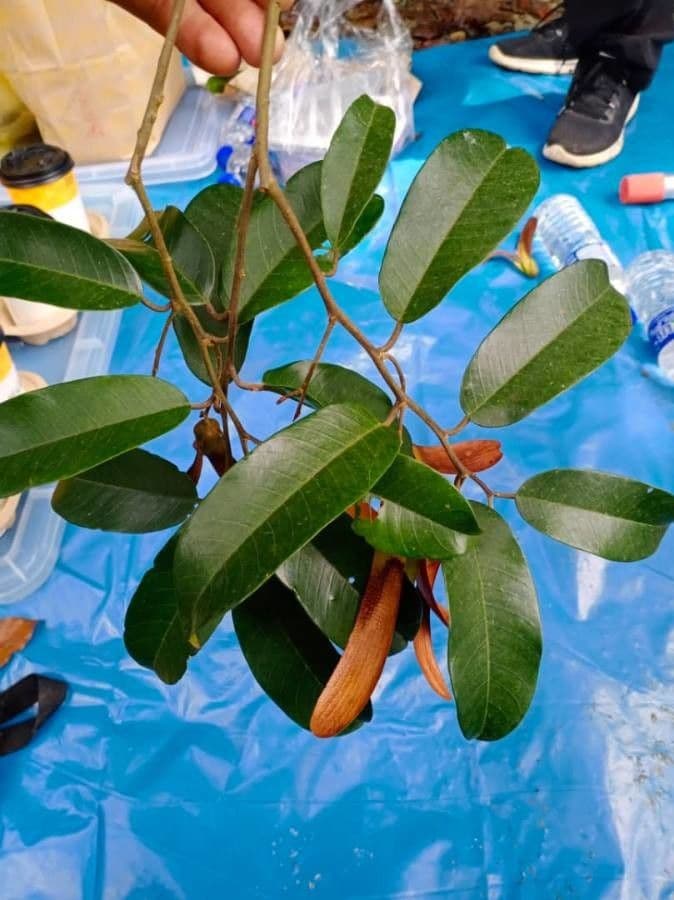 Shorea roxburghii