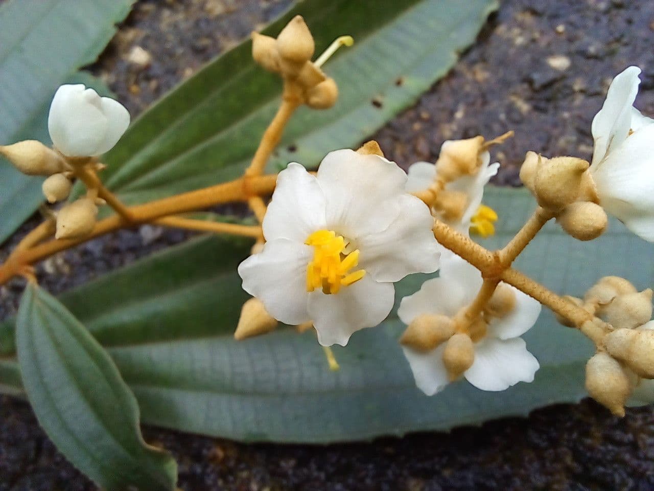 Miconia xalapská 8
