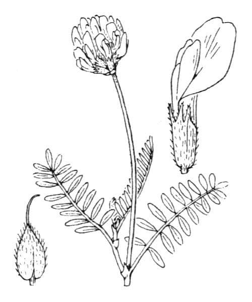 Astragalo danese 23