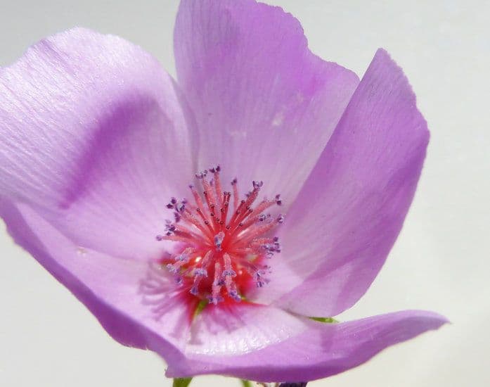 Malva di Parry 7