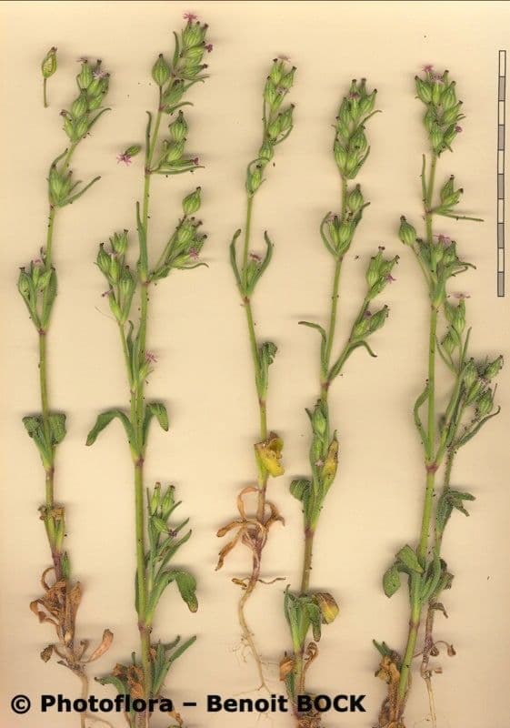 Silene 15