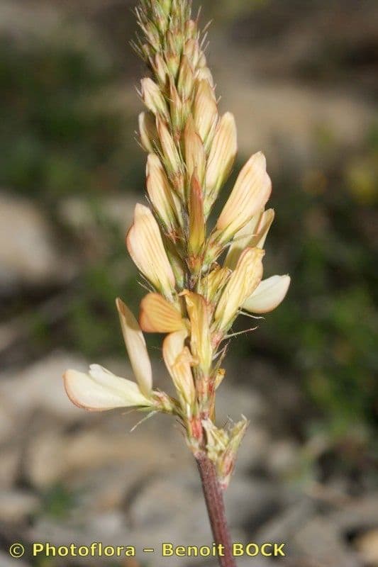 Serradella