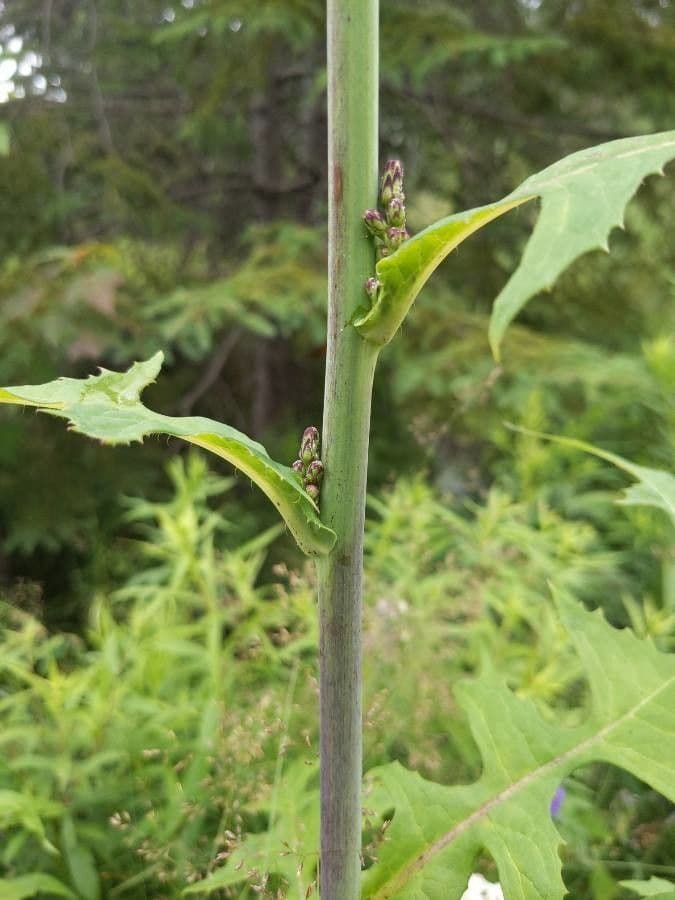 Lactuca 22