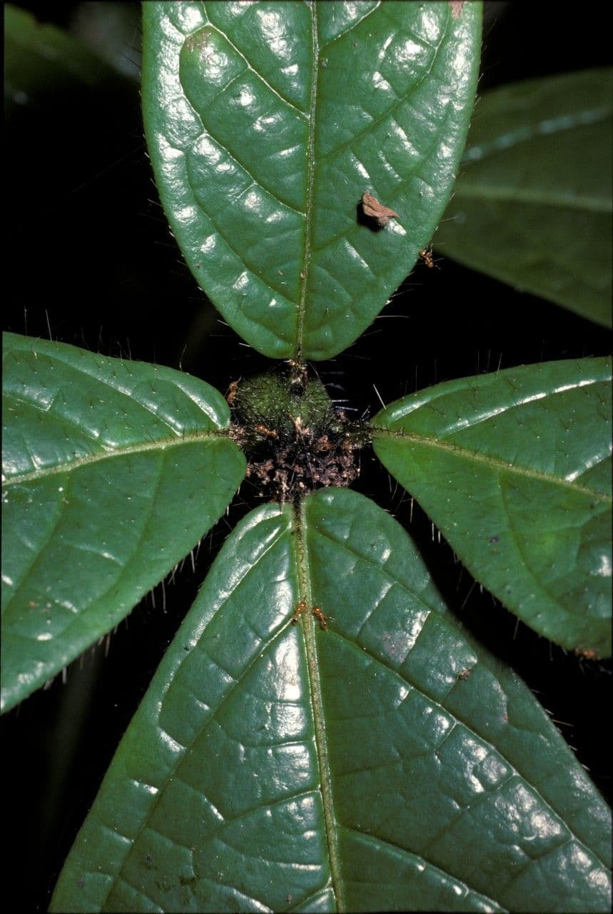 Cordia nodosa 3